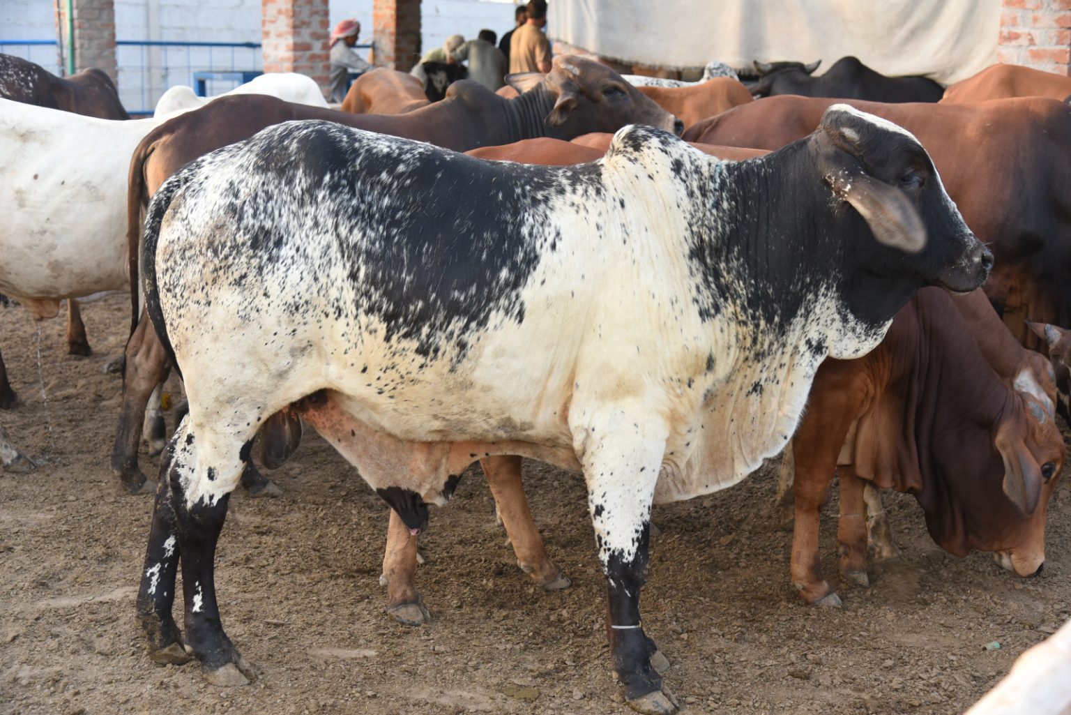 Eid ul Adha