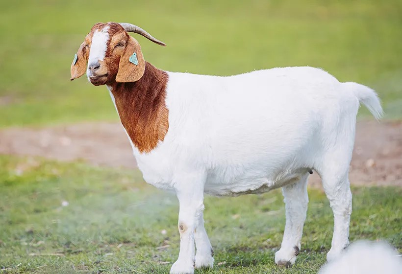 Eid ul Adha Animal 1