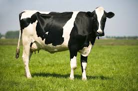 Eid ul Adha Animal 2