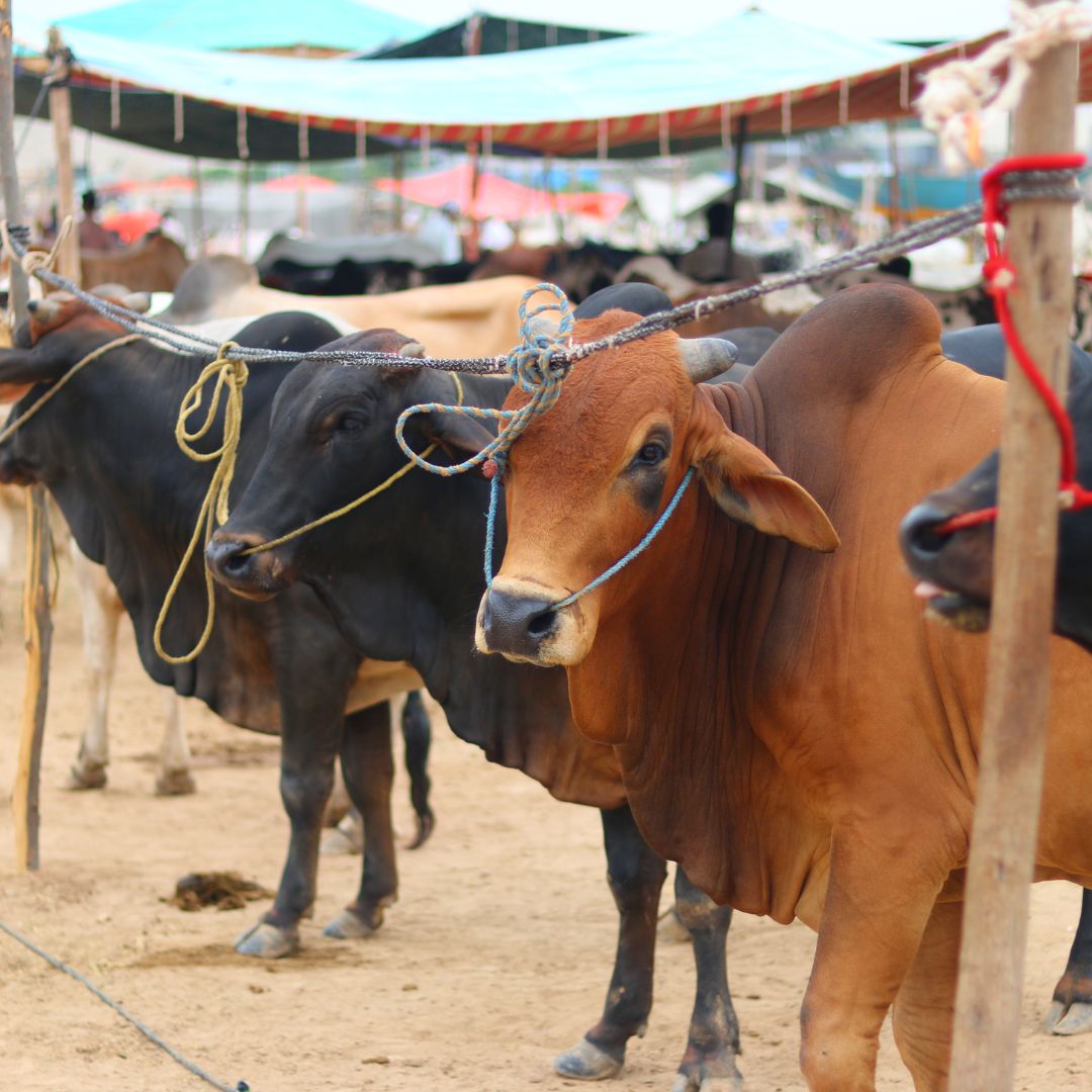 Qurbani Animal