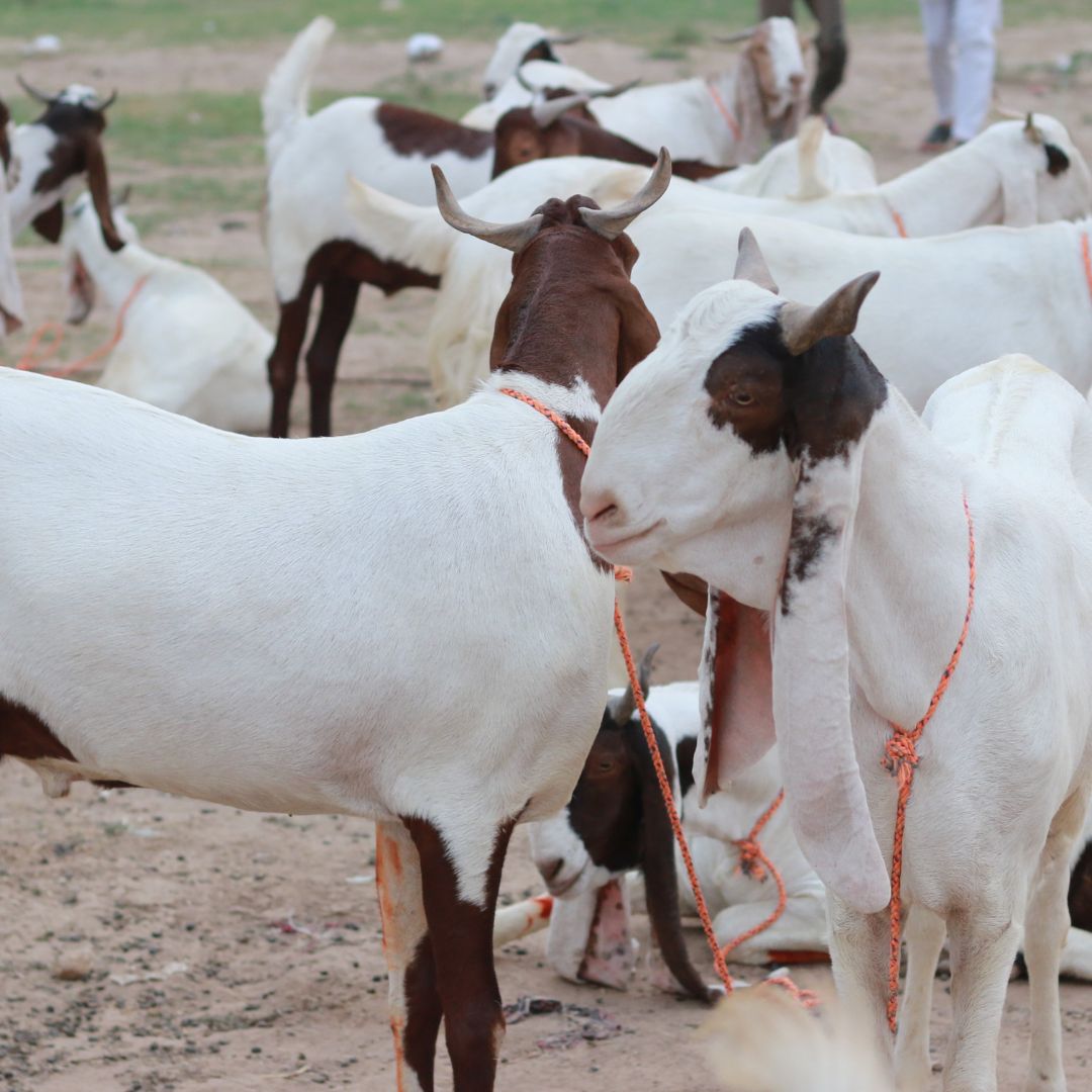 Goat Qurbani 2